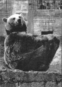 Jake the Brown Bear